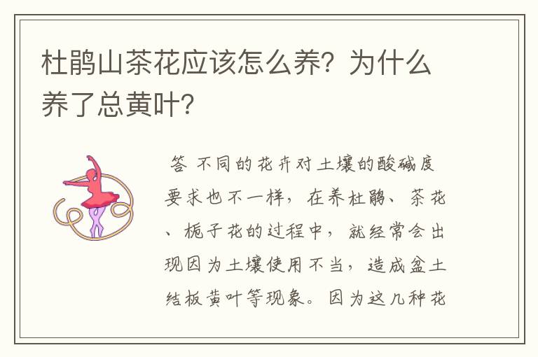 杜鹃山茶花应该怎么养？为什么养了总黄叶？