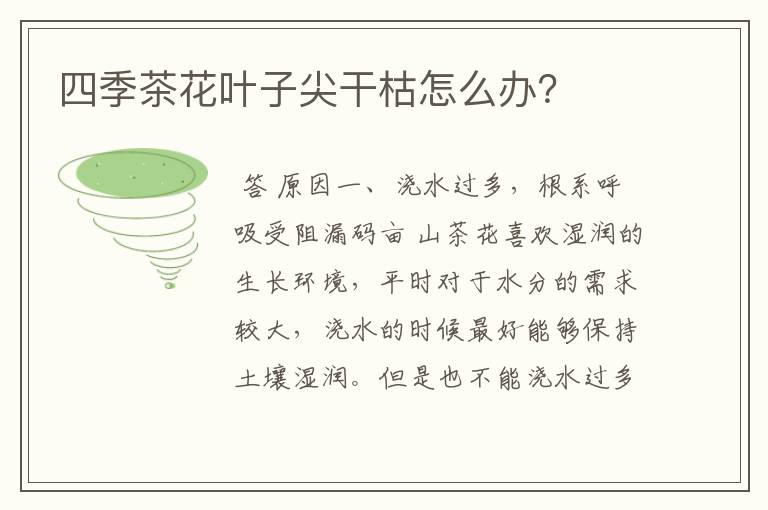 四季茶花叶子尖干枯怎么办？