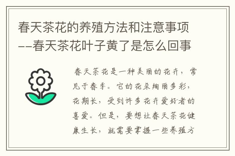 春天茶花的养殖方法和注意事项--春天茶花叶子黄了是怎么回事