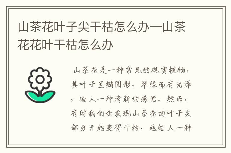 山茶花叶子尖干枯怎么办—山茶花花叶干枯怎么办